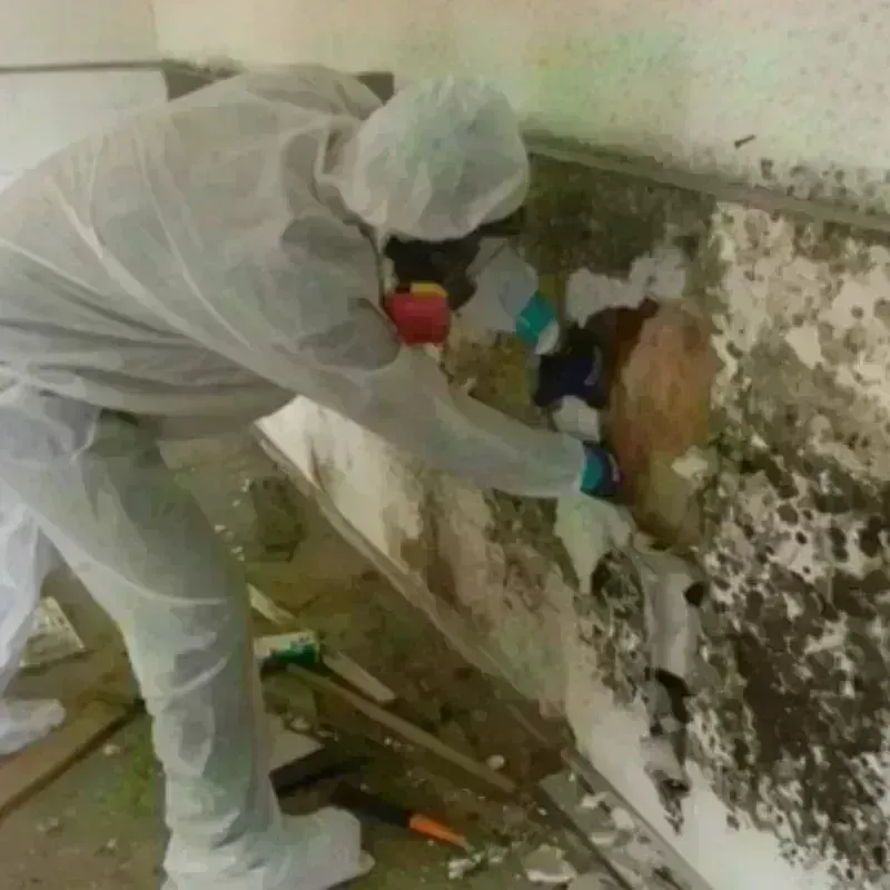 Mold Remediation and Removal in Johnson County, IA